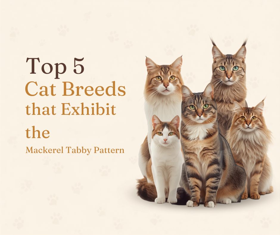 Top 5 Cat Breeds That Exhibit the Mackerel Tabby Pattern